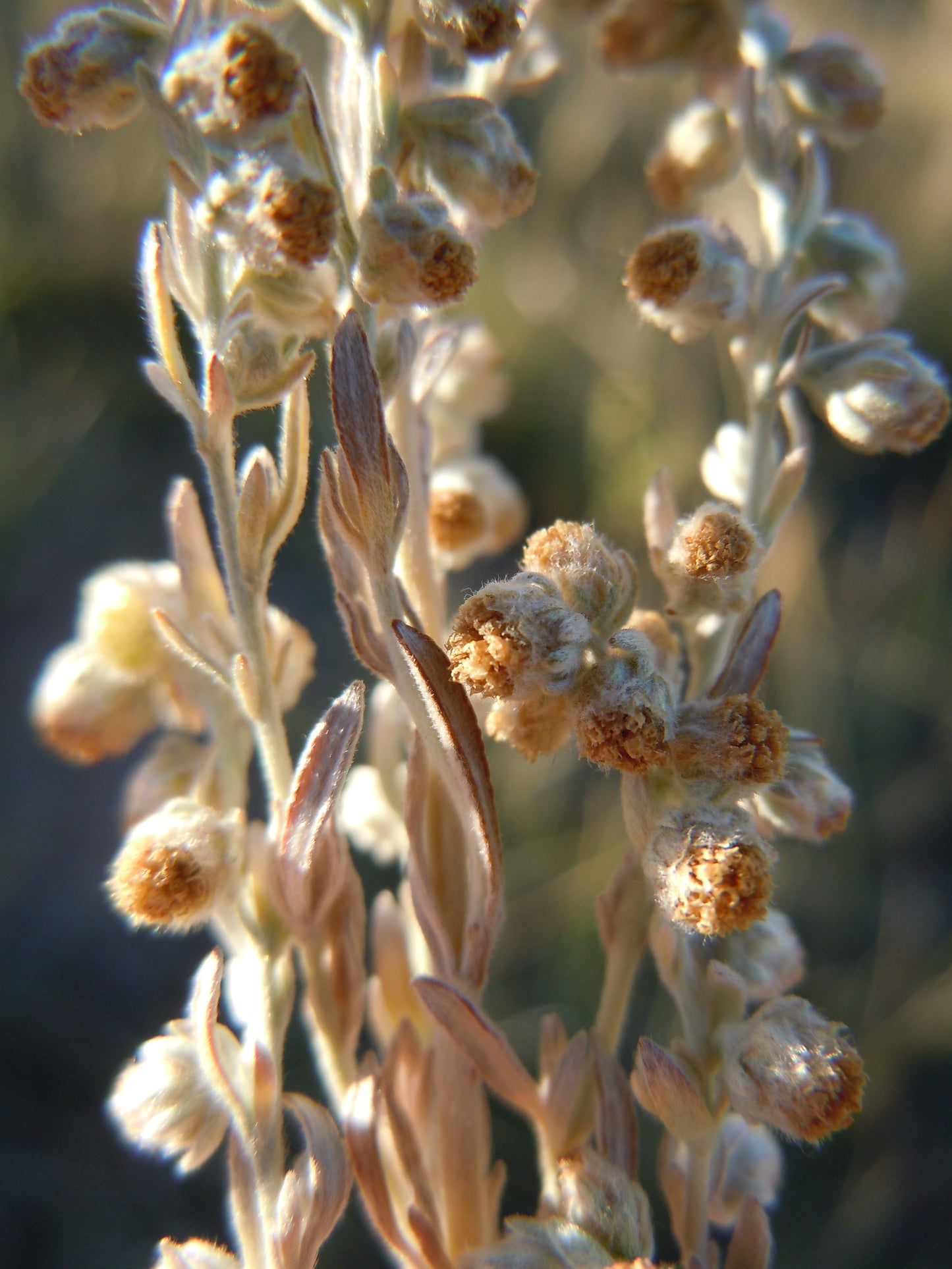 Fringed Sagewort (Artemisia frigida)