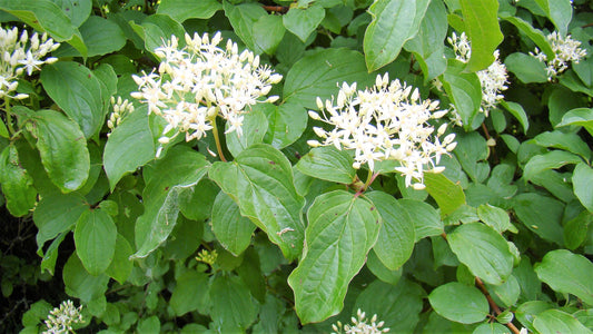 Bloodtwig Dogwood (Cornus sanguinea)
