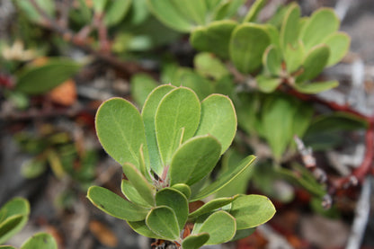 Hardy Manzanita Pine-mat Pinemat Manzanita (Arctostaphylos nevadensis)
