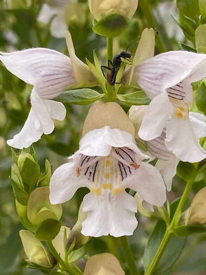 White Mint Shrub (Elsholtzia stauntonii var. F. Alba)