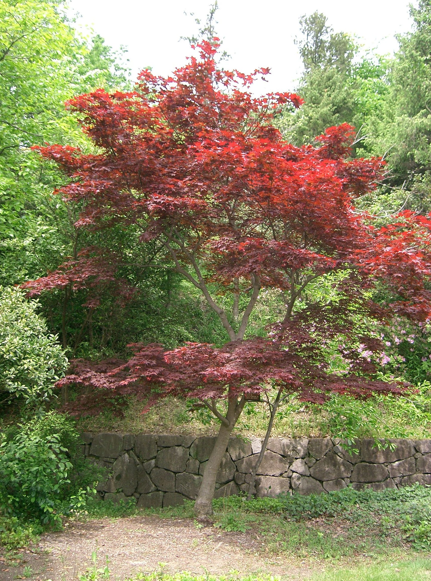 Chikushigata Tsukushigata Maple (Acer palmatum ssp. amoenum 'Tsukushigita' dry seed)