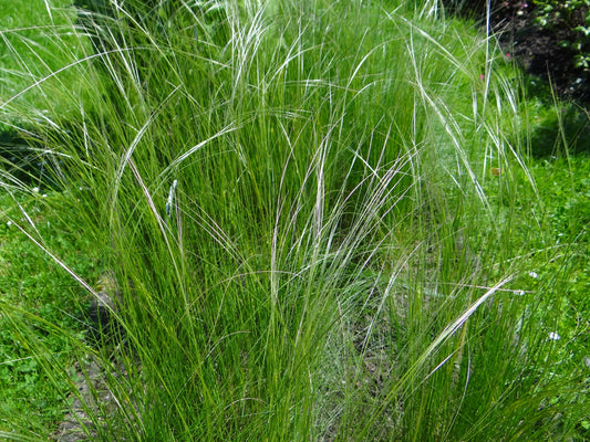 Needle Grass (Stipa capillata)