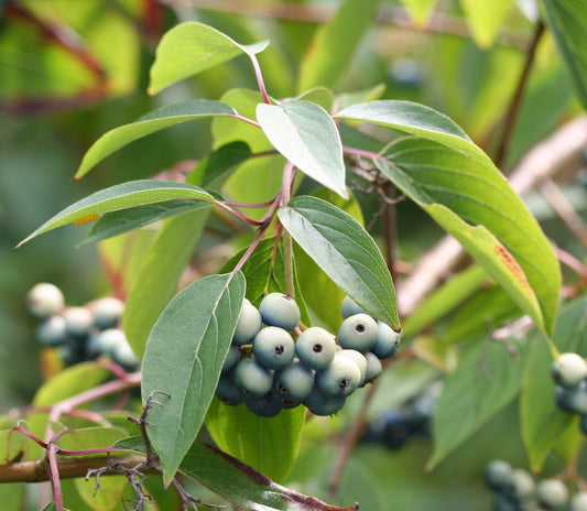 Silky Dogwood (Cornus amomum)