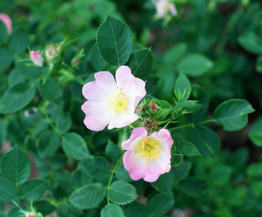 Meadow Smooth Rose (Rosa blanda)