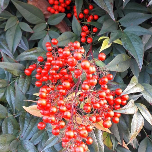 Dwarf Heavenly Bamboo Nana Bamboo (Nandina domestica 'Nana')