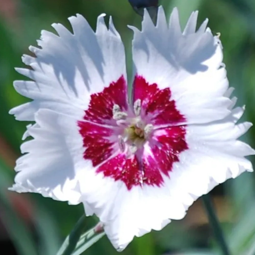 Feathered Pink Beauty Carnation (Dianthus plumarius 'Spring Beauty')