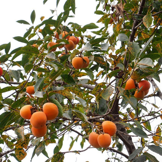 Japanese Persimmon (Diospyros kaki)