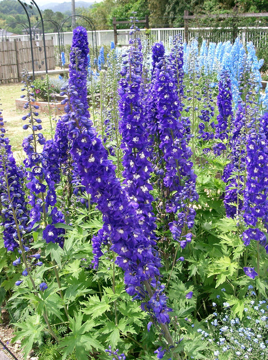 Pacific Giants Hybrids Delphimium (Delphinium sp 'Pacific Giants Hybrids')