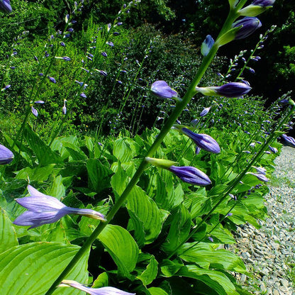 Blue Hosta Plantain Lily Hosta (Hosta ventricosa)