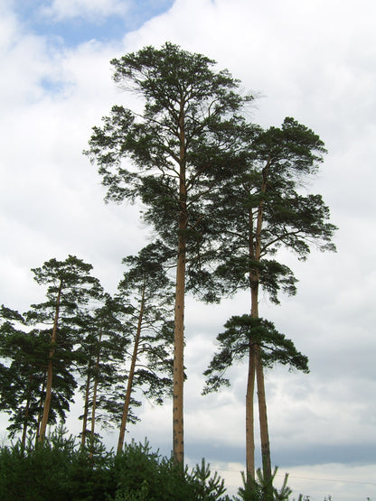 Japanese Pine (Pinus densiflora)