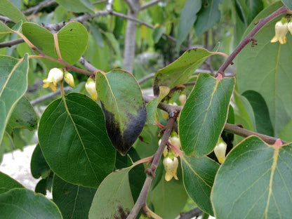 Common Persimmon (Diospyros virginiana)