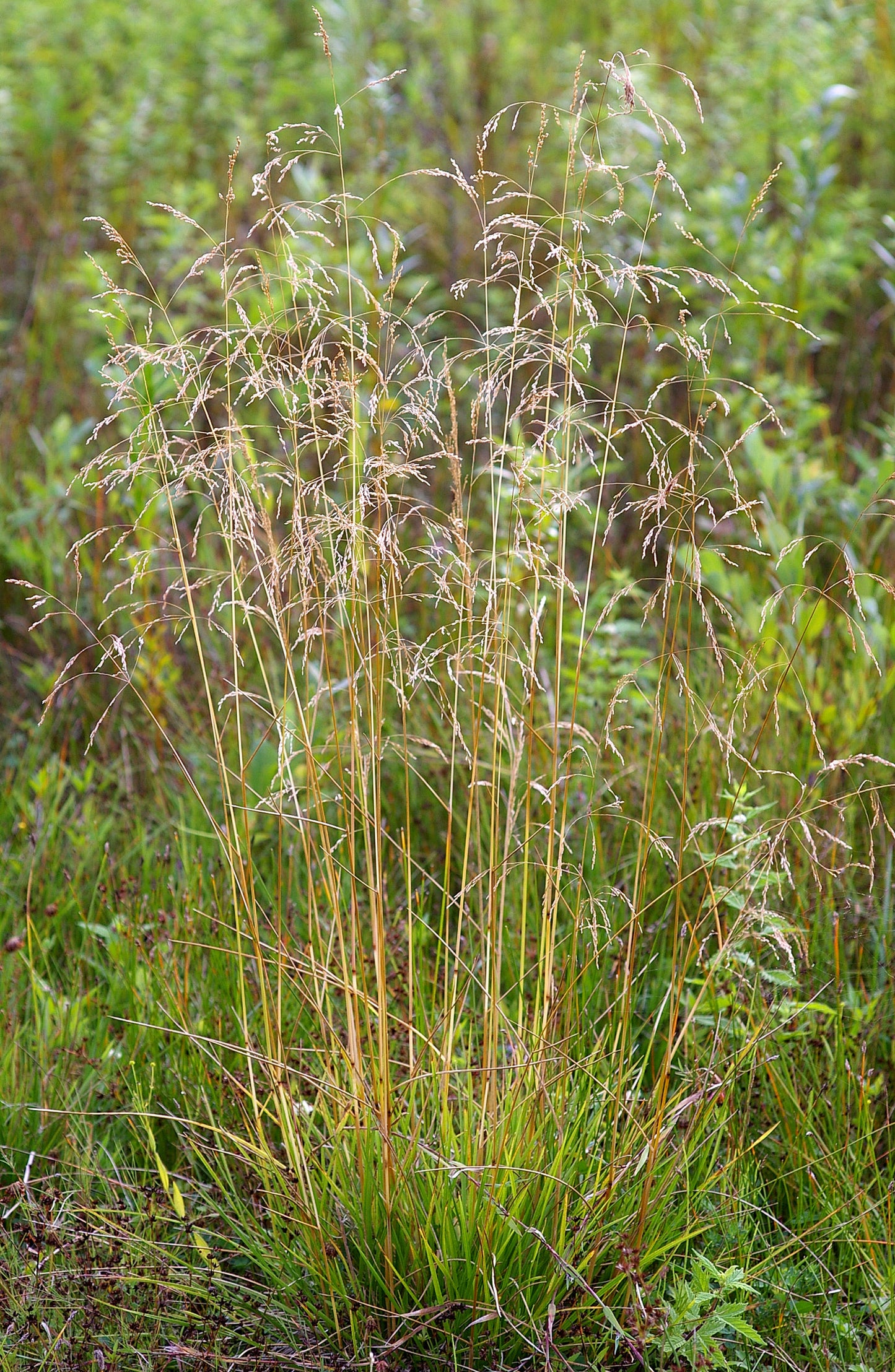 Tufted Hairgrass (Deschampsia cespitosa)