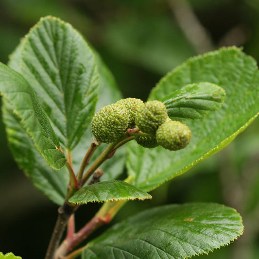 Mountain Alder (Alnus crispa)