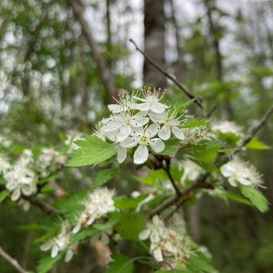 Parsley Hawthorn (Crataegus x marshallii)