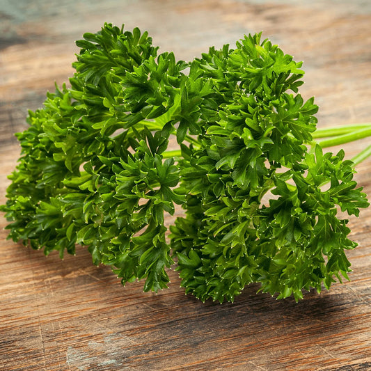 Parsley (Petroselinum crispum Triple Curled)