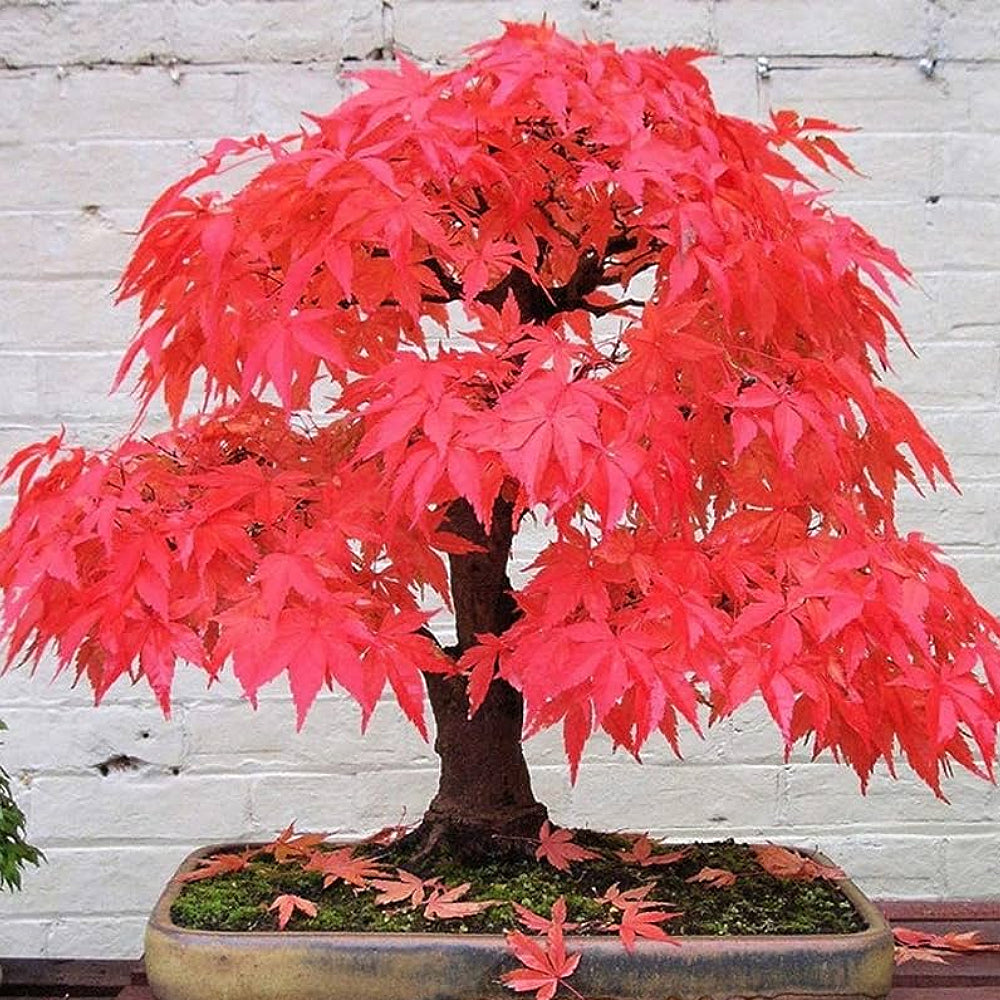 Red Maple (Acer palmatum ssp. matsumurae 'Atropurpureum' dry seed)