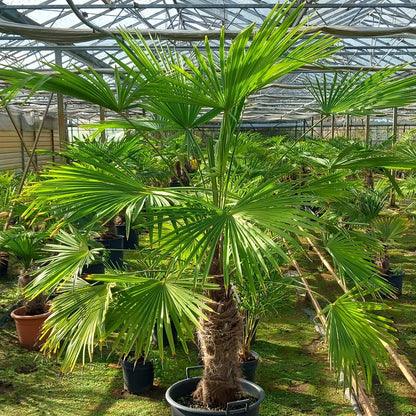 Chinese Windmill Palm, Chusan Palm (Trachycarpus fortunei)