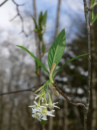 Indian Plum Oso Berry (Oemleria cerasiformis)