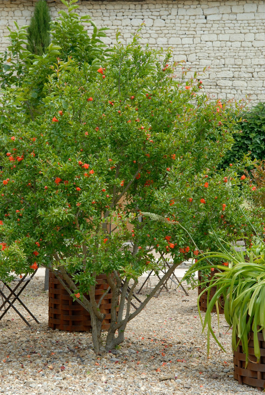 Pomegranate Pomegranite (Punica granatum)