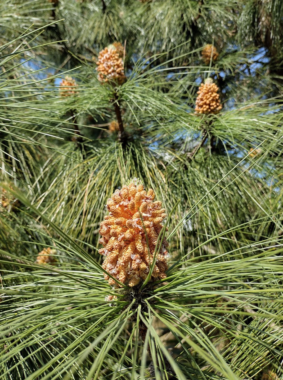Canary Island Pine Canary Pine (Pinus canariensis)