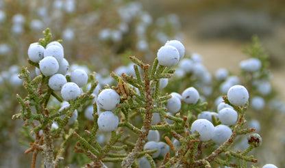 California Juniper (Juniperus californica)