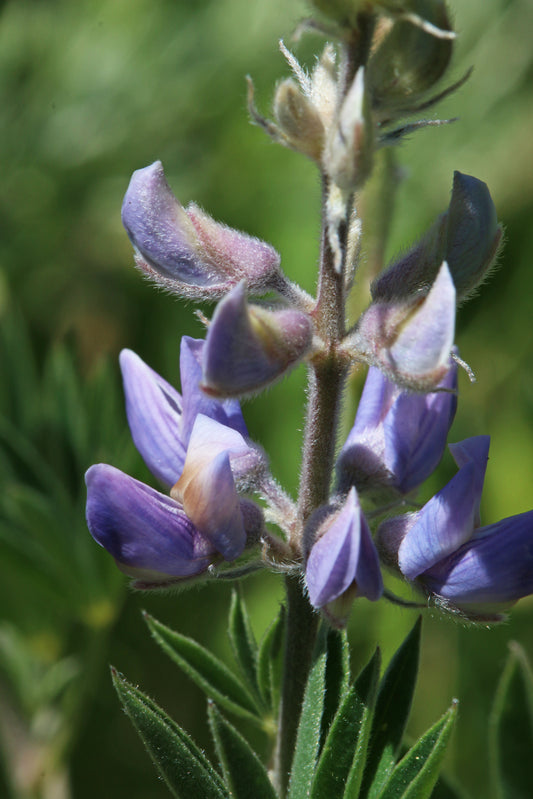 River Lupine Riverbank Stream Streambank Lupine (Lupinus rivularis)