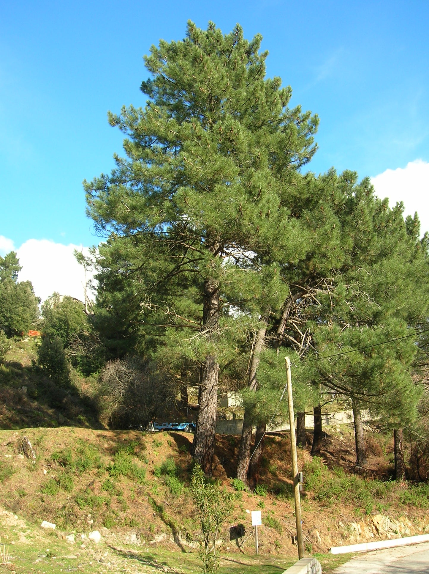 Cluster Pine, Maritime Pine (Pinus pinaster)