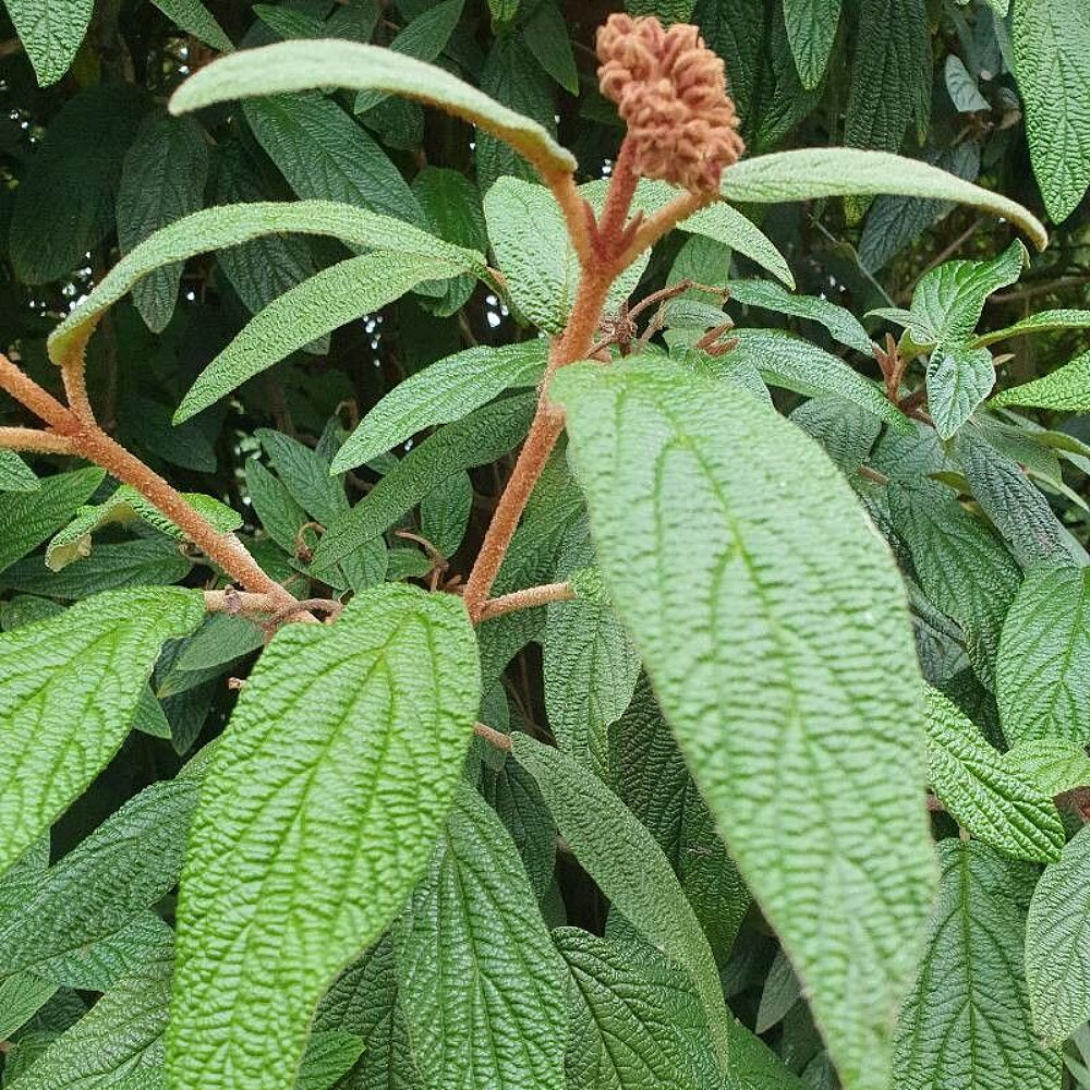 Leather-leaf Viburnum Leatherleaf Arrowwood (Viburnum rhytidophyllum)