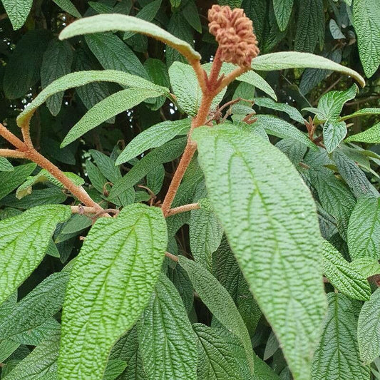 Leather-leaf Viburnum Leatherleaf Arrowwood (Viburnum rhytidophyllum)