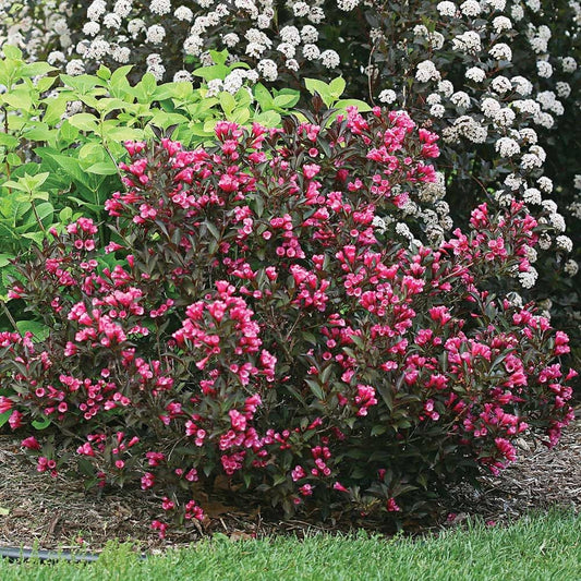 Old-fashioned Weigela (Weigela florida)