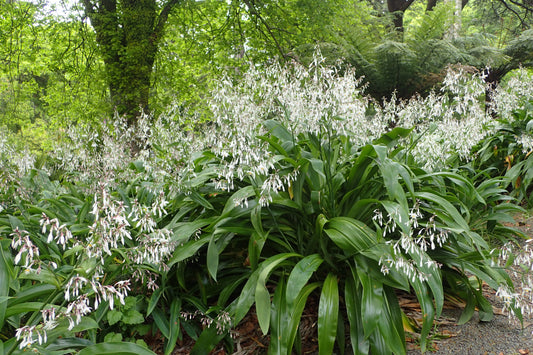 Renga Rock-lily (Arthropodium cirrhatum)