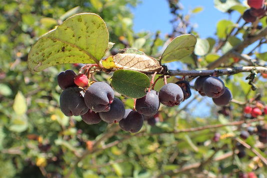 Black Cotoneaster Dark Cotoneaster (Cotoneaster melanocarpus)