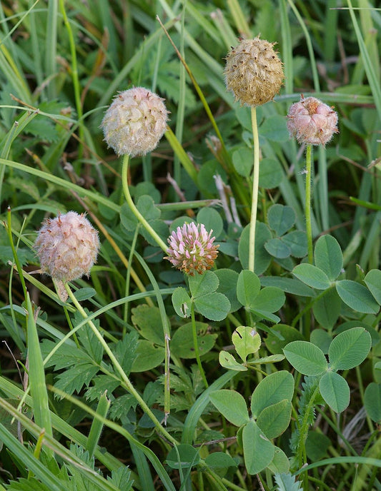 Palestine Strawberry Clover Clover (Trifolium fragiferum var. Palestine)