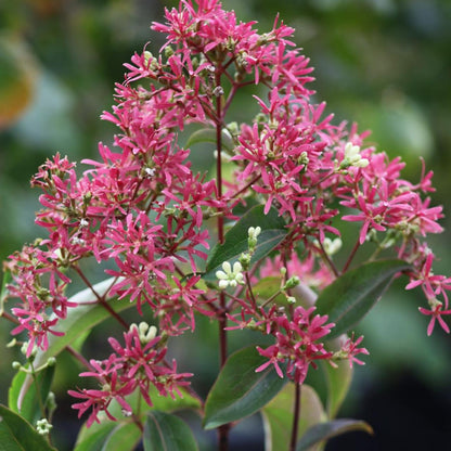 Seven Son Flower Seven Tree (Heptacodium miconioides)