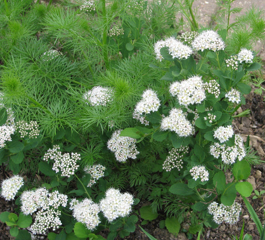 White Spirea (Spiraea betulifolia)