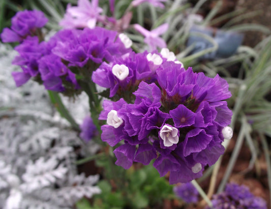 Statice Wavyleaf Sea Lavender (Limonium sinuatum)