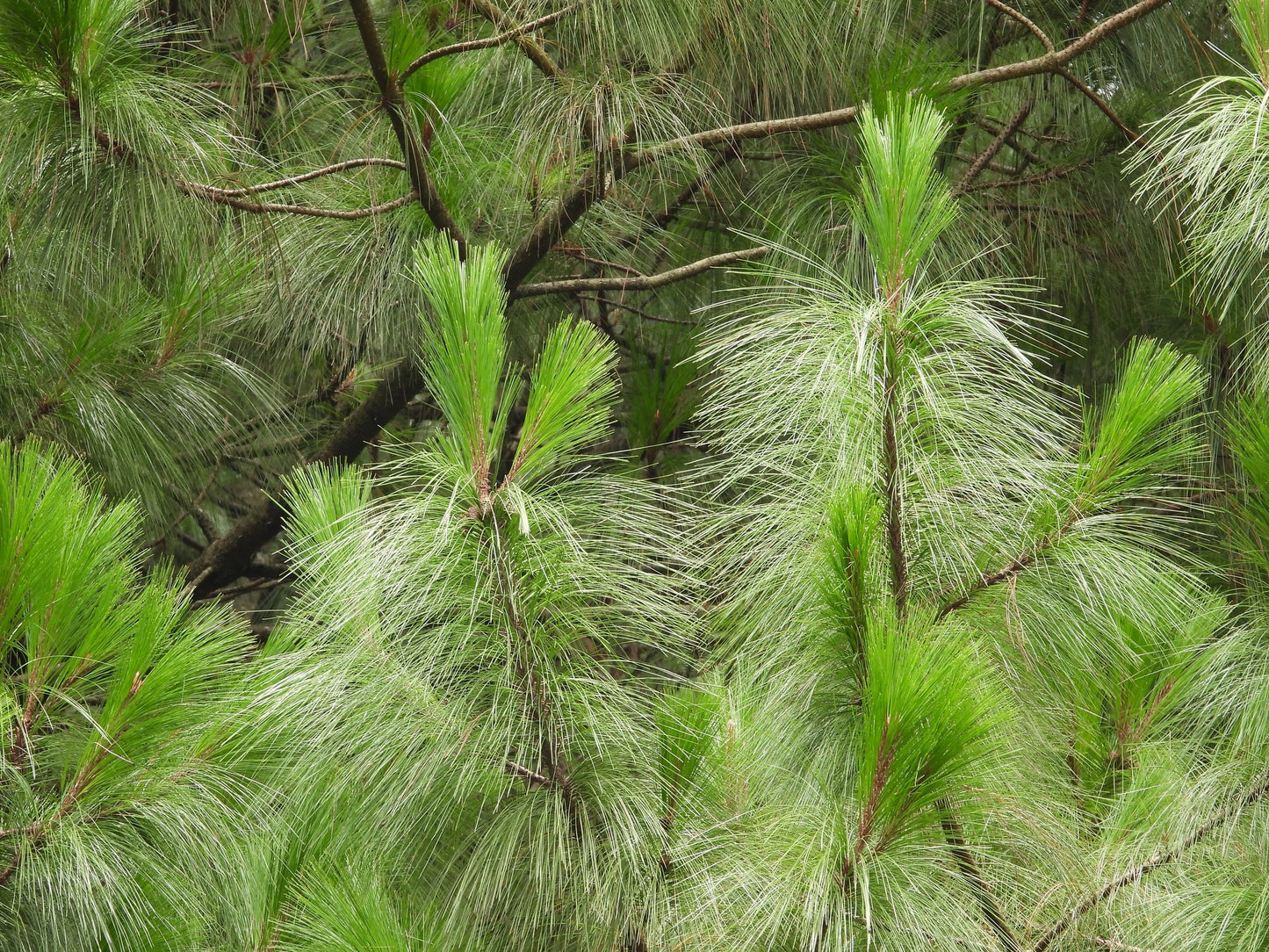 Thinleaf Pine (Pinus maximinoi)