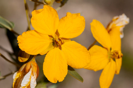 Twin-leaf Senna Twoleaf Senna (Senna roemeriana)