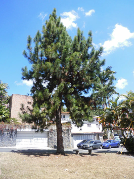 Caribbean Honduras Pine (Pinus caribaea var. hondurensis)
