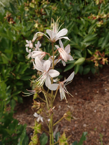 White Dittany Gasplant (Dictamnus albus 'Albiflorus')
