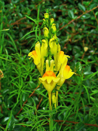 Butter And Eggs Toadflax Toadflax (Linaria vulgaris)