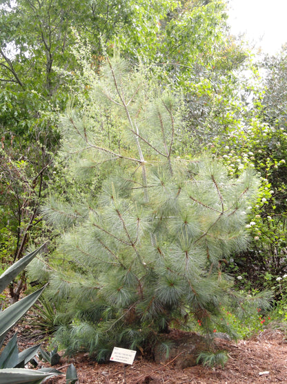 Big-cone Pinyon Martinez Maxipinon (Pinus maximartinezii)
