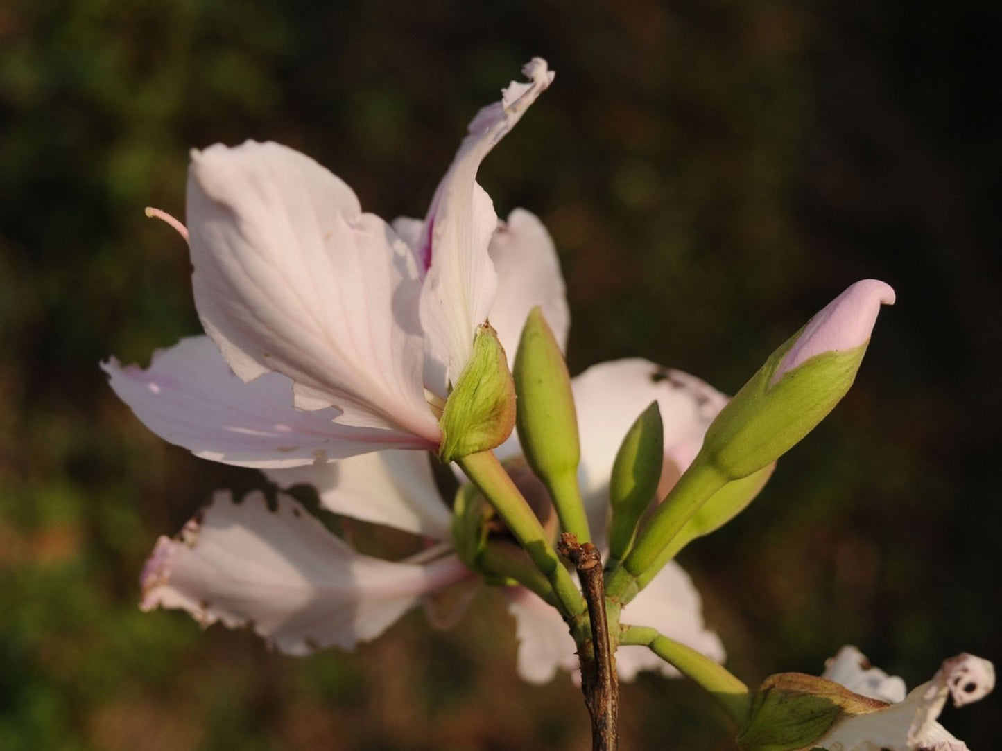 White Butterfly Tree, Hawaiian Orchid (Bauhinia purpurea var. Alba)