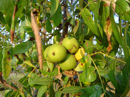 Eastern Black Walnut, Southern (Juglans nigra Southern)