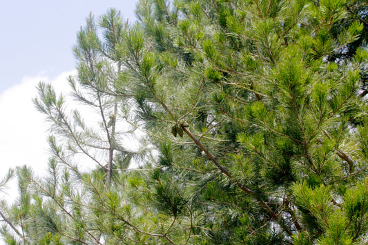 Greggs Pine (Pinus greggii)