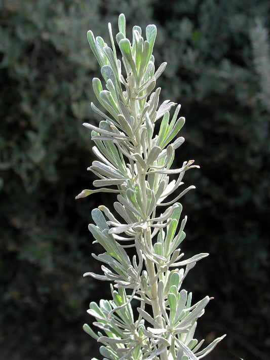 Big Sagebrush Sagebrush (Artemisia tridentata)