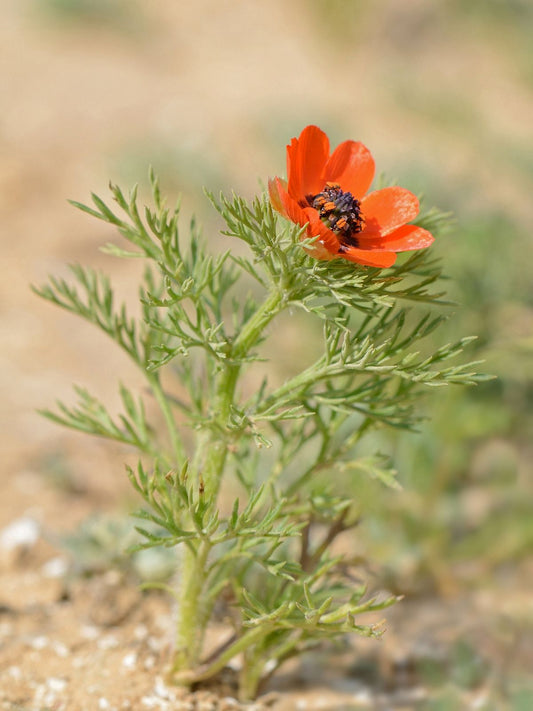 Summer Pheasant's Eye (Adonis aestivalis)