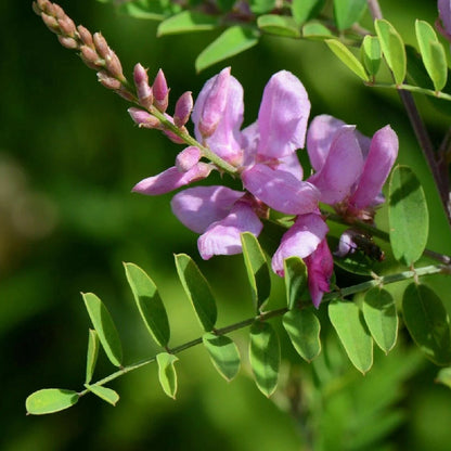 Indigo Bush (Indigofera pseudotinctoria)