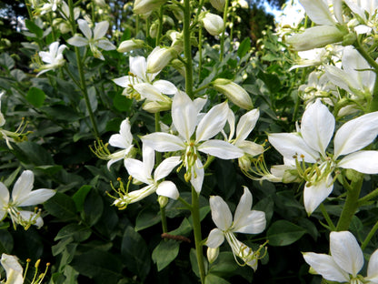 White Dittany Gasplant (Dictamnus albus 'Albiflorus')