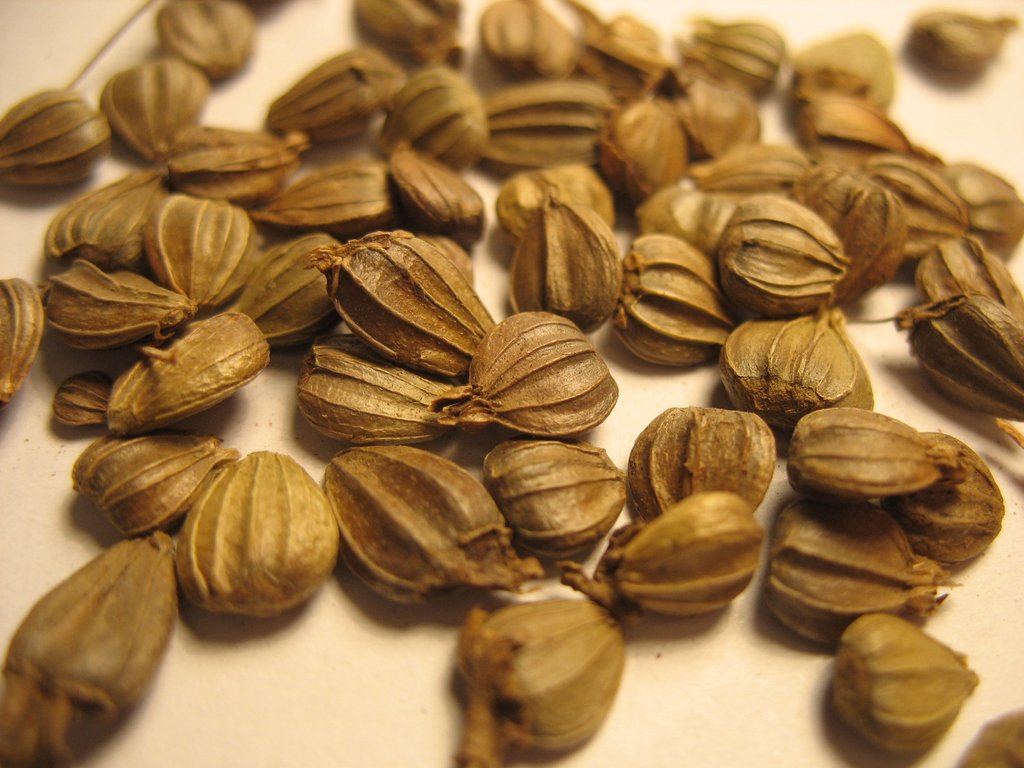 European Hornbeam Hornbeam (Carpinus betulus dry seed)